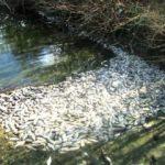 Tekirdağ'da yüzlerce ölü balık karaya vurdu