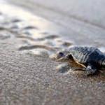 Yavru deniz kaplumbağaları denize ulaşmaya başladı