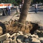 Salihli'de palmiye ağaçları  sökülerek parklara taşındı