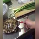 Kaplumbağaya acı biber yediren sadist adam!