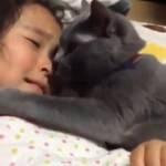 Ağlayan kızı teselli eden kedi!