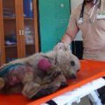 Otomobil çarpan yavru boz ayıya ameliyat