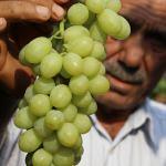 Manisa'da "Sultaniye" cinsi üzümün hasadı başladı