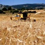 "Buğdayın atası" siyeze ilgi ekim alanını 10 kat artırdı