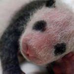 Çinli panda Fransa'da ikiz doğurdu