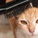 Kedi ve k&ouml;pek t&uuml;y&uuml; nasıl temizlenir?