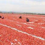 Torbalı’dan dünyaya 60 bin ton kuru domates