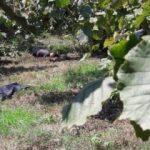 10 gündür aranıyordu cesedi orada bulundu