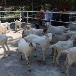 Kurban Bayramı'na doğru