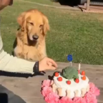Pastasına dokunulan köpek bakın ne tepki verdi
