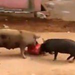 Şehre inen domuzlar kadına saldırdı!