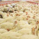 Tavuk yetiştiricilerinden Banvit'e tehdit