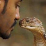 Babasını öldüren kobra yılanıyla şoke eden gösteri
