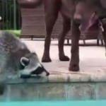 K&ouml;peği suya girmesi i&ccedil;in cesaretlendiren rakun