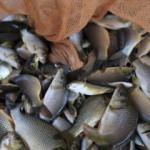 'Türkiye'de balık tüketimi dünyanın gerisinde'