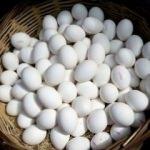 Zehirli yumurtalarla ilgili önemli açıklama