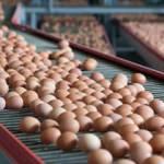 Yumurta ihracatı artmaya devam edecek