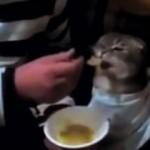 Kediye kaşıkla çorba içiren adam 