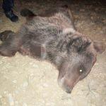 Karabük'te yavru ayı ölüsü bulundu
