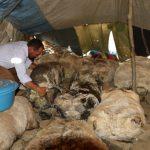 Şırnaklı göçerler, Muş'ta tulum peyniri üretiyor