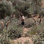 Filistinlilerin zeytin ağaçlarını kestiler