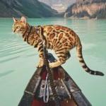 Seyahat fotoğraflarıyla fenomen olan kedi 'Suki'