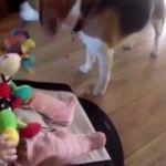 Ağlattığı bebeğin oyuncağını geri getiren köpek
