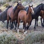 Karadağ'daki yılkı atları toplanma merkezine alınıyor