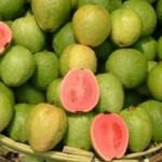 Kansere karşı yerli üretim guava