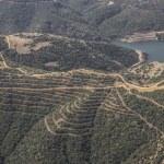 İzmir'de baraj havzaları ağaçlandırılıyor
