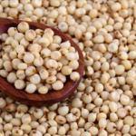 Sorgum nedir? Sorgumun faydaları nelerdir?