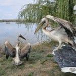 Tedavisi tamamlanan pelikanlar doğaya salındı