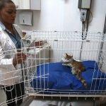 Korkuluk demirlerinin üzerine düşen kedi tedavi edildi