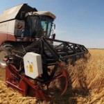 Fakıbaba: Dünyanın tahıl ambarı Türkiye olacak