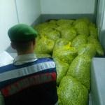 Bursa'da 1,2 ton kaçak midye ele geçirildi