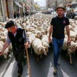 İlginç protesto: Koyunlar kurtlara karşı yürüdü