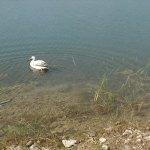 Yaralı pelikan, tedavisinin ardından doğaya bırakıldı