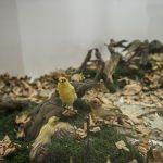 Gaziantep Zooloji ve Doğa Müzesine ilgi