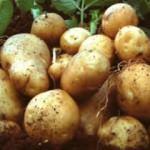 Kadın çiftçilerden yerli patates hasadı