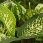 Saksı çiçekleri nasıl bakılır?