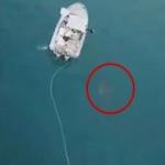 Tekneyi batırmak için saldıran köpekbalığı