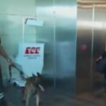 T&uuml;rkleri k&ouml;pekle arayan Avusturya'ya cevap geldi! 