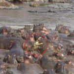 30 su aygırına saldıran timsah canını zor kurtardı