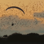 Paraşütçü binlerce kuşla uçtu