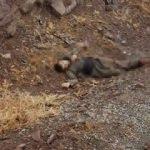 Şemdinli'den sıcak görüntü! İşte o teröristler