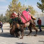 Balıkesir'de güreşçi develere havut giydirildi