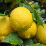 Limon dilimiyle uyumanın inanılmaz faydaları