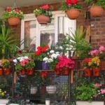 Evde bitki nasıl bakılır?