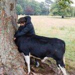 Merak başını derde soktu