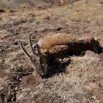Hekimhan'da tüfekle vurulmuş dağ keçisi bulundu